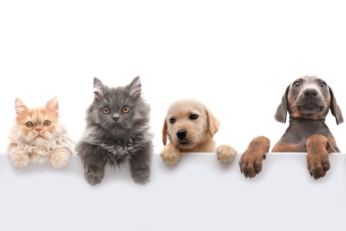 Zero Waste con mascotas en casa