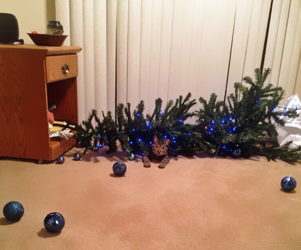 Gato destruye la Navidad